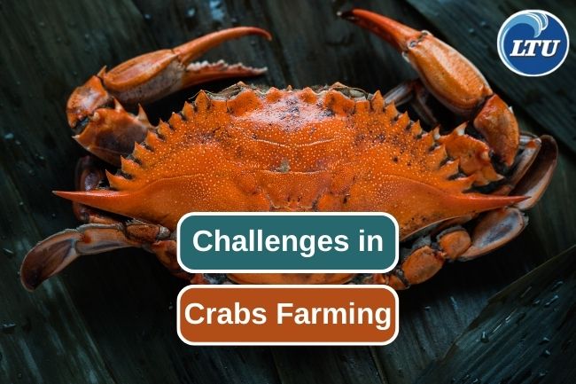 Challenges In Modern Crabs Farming